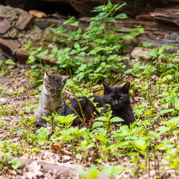 一只无家可归的小猫带着一只黑猫来到一座破烂不堪的房子前 这是它的特写 — 图库照片