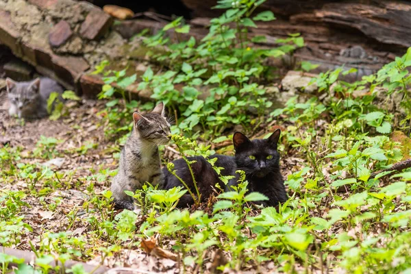 Hemlös Kattunge Med Svart Mamma Katt Nära Förfallen Hus Sommaren — Stockfoto