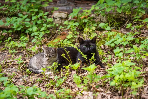 Homeless kitten with a black mom cat near a dilapidated house in the summer, close-up