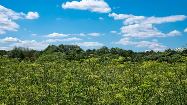 Letní Krajina Vysoká Tráva Popředí Lesní Panorama Modrá Obloha Mraky — Stock fotografie