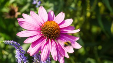 Yaz makro fotoğrafı. Büyük bir ekinezya çiçeğinin yakın çekimi ve bahçede uçan bir yaban arısının bulanık izi.