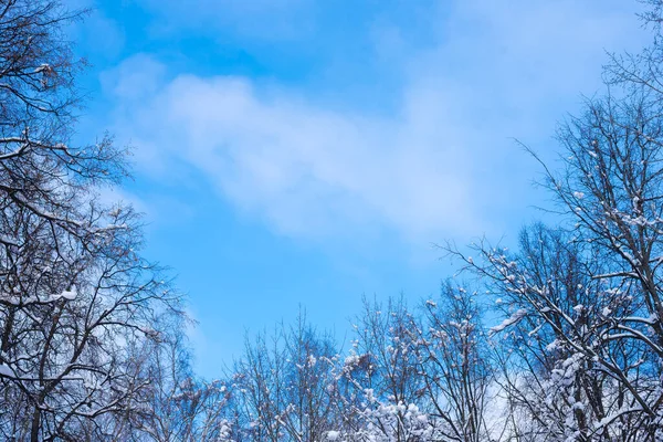 Fond Naturel Hivernal Clair Branches Arbres Nues Avec Neige Ciel — Photo