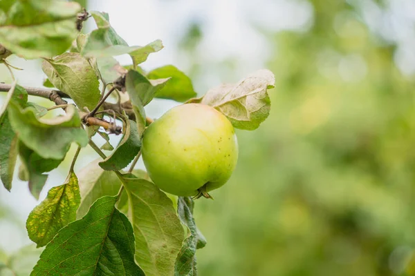 Kırsal Bahçe Konseptinde Yaz Bir Dalda Yeşil Elma — Stok fotoğraf