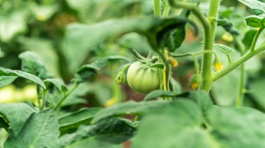 Çalıların dallarında küçük yeşil domatesler, yakın plan, makro