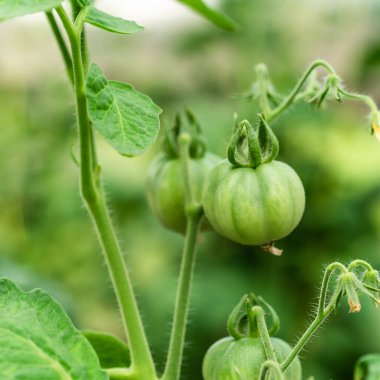 Çalıların dallarında küçük yeşil domatesler, yakın plan, makro