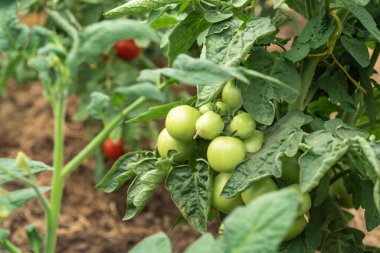 Domates yetiştiriyorlar. Küçük yeşil domatesler çalıların üzerinde olgunlaşıyor.