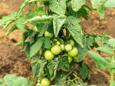 Domates yetiştiriyorlar. Küçük yeşil domatesler çalıların üzerinde olgunlaşıyor.