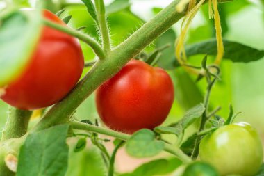 Domates çalılarının dallarında olgunlaşan küçük kırmızı domatesler.