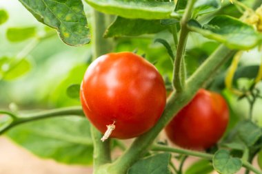 Domates çalılarının dallarında olgunlaşan küçük kırmızı domatesler.