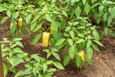 Çan biberi çalıları olgunlaşmış biberlerle bir çiftlik serasında dallar üzerinde