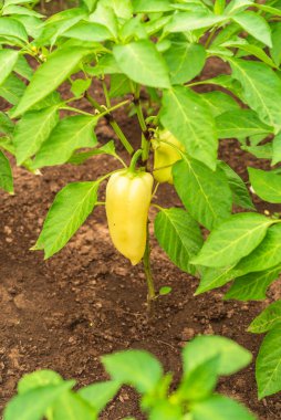 Çan biberi çalıları olgunlaşmış biberlerle bir çiftlik serasında dallar üzerinde