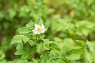 Patates yetiştirmek - çiçeklerle büyüyen patates dalları, yakın plan, makro