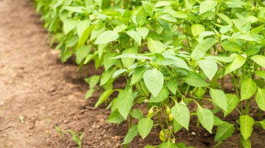 Büyüyen çan biberi - bir çiftlikte büyüyen küçük çan biberlerinden oluşan bir yatak