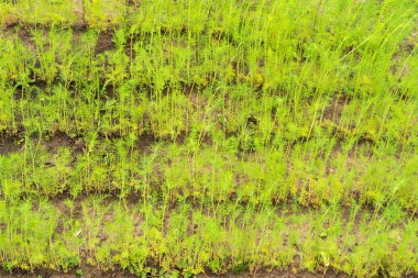 Büyüyen dereotları - büyüyen genç dereotlarıyla bir sıra sıra