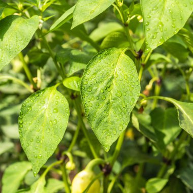 Büyüyen dolmalık biber. Dolmalık biberin yapraklarına damlayan su. Yakın çekim, güneşli bir gün, makro fotoğraf.