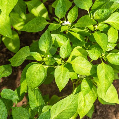 Büyüyen çan biberi - Çan biberi yaprakları üzerine su damlaları yakın çekim, güneşli bir gün, üst manzara