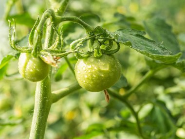 Domates yetiştirmek - domates yaprakları üzerinde su damlaları ve yeşil domateslerin kendileri, sulandıktan sonra, yakın çekim, güneşli bir gün, makro fotoğraf