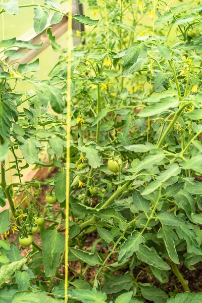 Growing tomatoes in a greenhouse - tomato bushes with green tomatoes on branches in a greenhouse