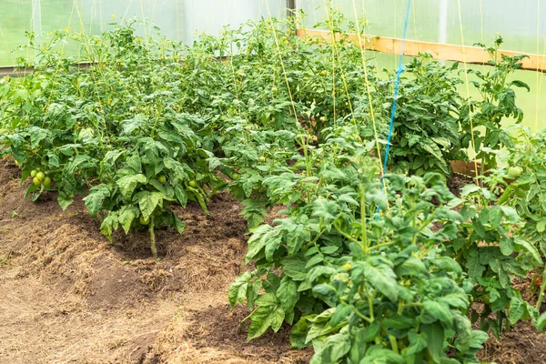 Growing tomatoes in a greenhouse - tomato bushes with green tomatoes on branches in a greenhouse