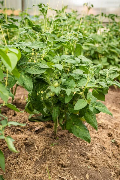 Growing tomatoes in a greenhouse - tomato bushes with green tomatoes on branches in a greenhouse