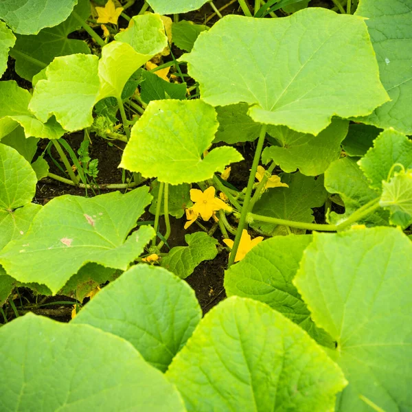 Cultiver Des Concombres Ferme Branches Concombre Avec Des Fleurs — Photo