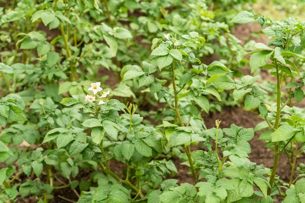 ジャガイモの栽培 夏に農場にジャガイモを開花させるベッド — ストック写真