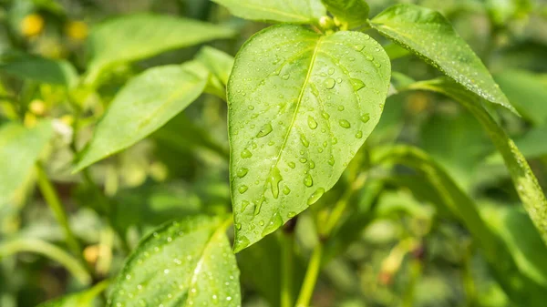 ピーマンの栽培 クローズアップ 晴れた日 トップビューを散水した後 ピーマンの葉の上に水の滴 — ストック写真