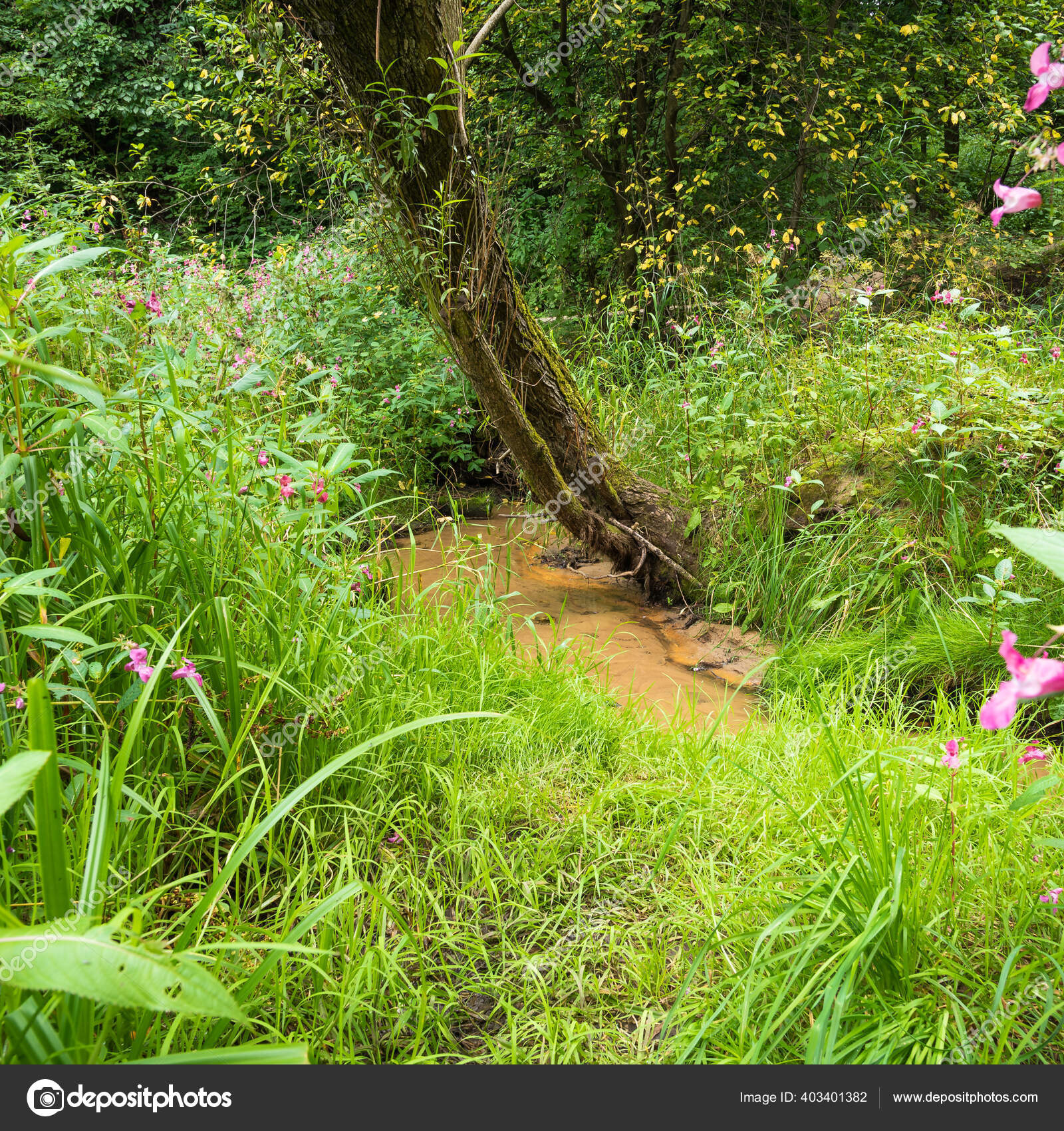 夏日的森林景观溪流在茂密的草丛中流淌森林里盛开的草场树木弯腰在流水之上 图库照片 C Imarksm
