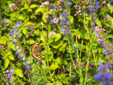 Güzel, doğal yaz geçmişi Aglais Urticae Kelebeği çiçek açmış bir çiçek tarlasında..