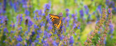 Güzel doğal yaz arkaplanı - Kelebek Aglais urticae çiçekli bir su çiçeği tarlasında, yakın plan, panoramik, makro