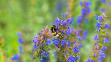 Güzel doğal yaz arkaplanı - yaban arıları ve arılar çiçek açan hyssop officinalis tarlasında nektar toplarlar, yakın plan, panoramik, makro