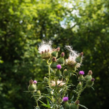 Güneş tarafından aydınlatılan burdock çalısı ormanın arka planına yakın.