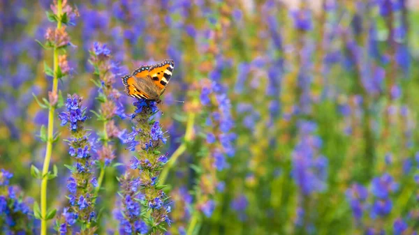 Bellissimo Sfondo Estivo Naturale Farfalla Aglais Urticae Campo Fioritura Issopo — Foto Stock