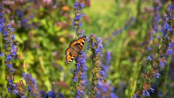 Bellissimo Sfondo Estivo Naturale Farfalla Aglais Urticae Campo Fioritura Issopo — Foto Stock