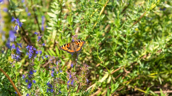 Hermoso Fondo Natural Verano Mariposa Aglais Urticae Campo Flores Hisopo —  Fotos de Stock