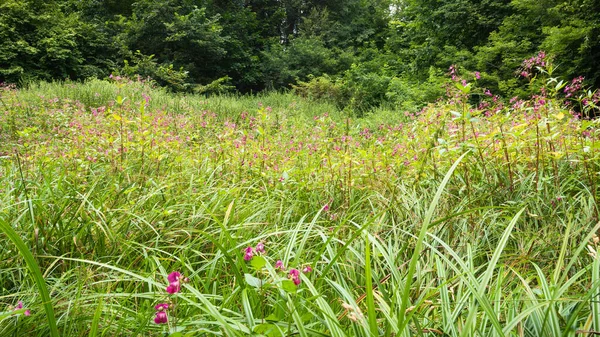 Letni Krajobraz Leśny Trawa Kwitnącymi Kwiatami Leśnej Polanie — Zdjęcie stockowe