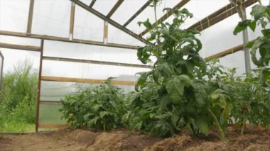 Serada olgunlaşan domateslerle çalılar