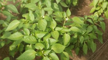 Çan biberi çalılarını sulamak - üst manzara, su damlaları ile yapraklar