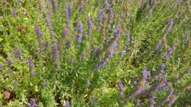 Yabanarıları ve arılar tarladaki çiçeklerden nektar topluyor.