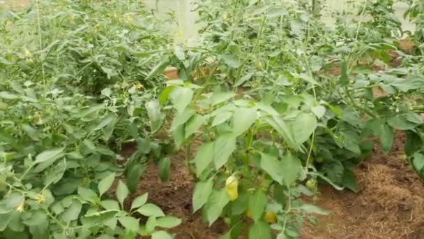 Bushes Ripening Bell Peppers Greenhouse — Stock Video