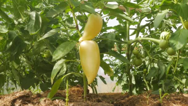 Bushes Ripening Bell Peppers Greenhouse — Stock Video