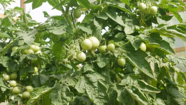 Regar Arbusto Com Tomates Ramos Uma Estufa Dia Ensolarado — Vídeo de Stock