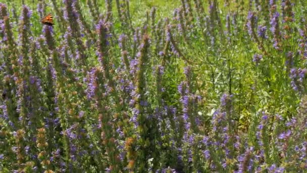 Hommels Bijen Verzamelen Nectar Van Hysop Bloemen Het Veld — Stockvideo