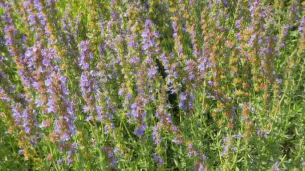 Bumblebees Bees Collect Nectar Hyssop Flowers Field — Stock Video