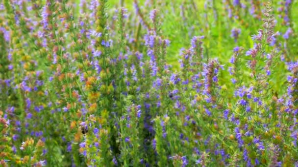 Hommels Bijen Verzamelen Nectar Van Hysop Bloemen Het Veld — Stockvideo