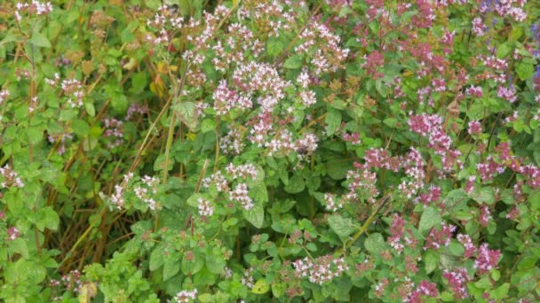 Abelhas Abelhas Coletam Néctar Flores Orégano Campo — Vídeo de Stock