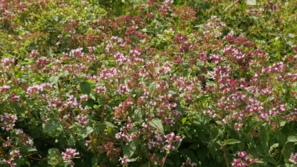 Humlor Och Bin Samlar Nektar Från Oregano Blommor Fältet — Stockvideo