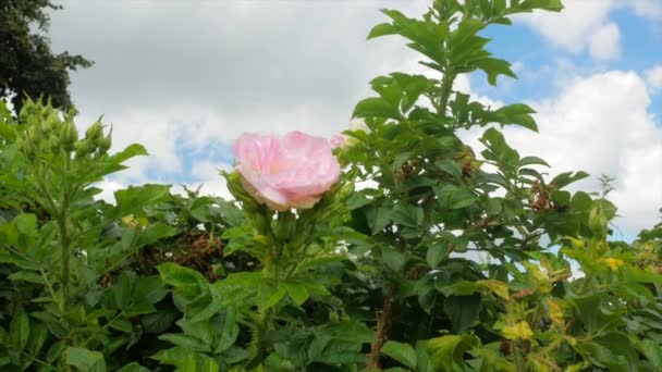 Una Flor Rosa Sobre Arbusto Sobre Fondo Celeste — Vídeos de Stock