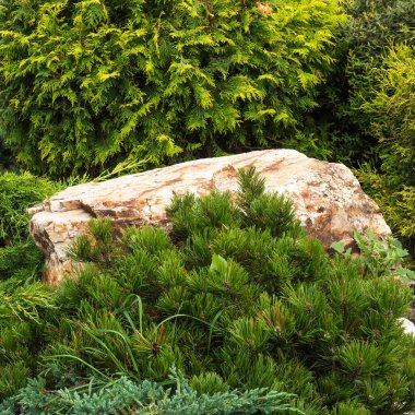 Landscape design - rockery with conifers, stones and pebbles