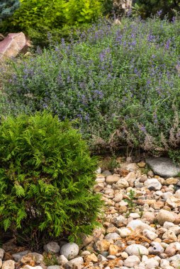 Dekoratif bir alp kaydırağı, peyzaj tasarımı - thuja ön planda ve kozalaklı, alp otları ve çalılar, taşlar ve büyük çakıl taşları